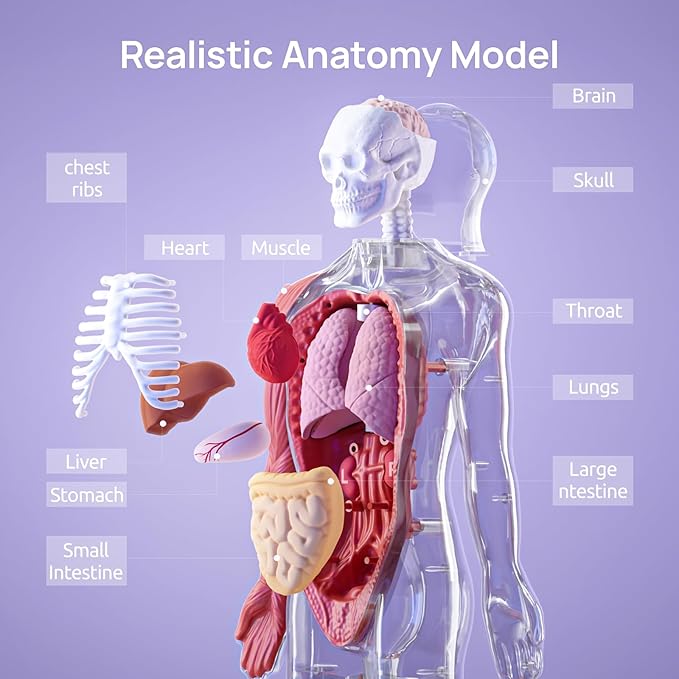 Science Can Human Body Model for Kids, Interactive Human Anatomy Talking Model - 11 Inch Realistic Anatomical Assembly Kit, 15PCS Removable Parts & Guide, Educational STEM Toys Gifts for Kids Aged 6+