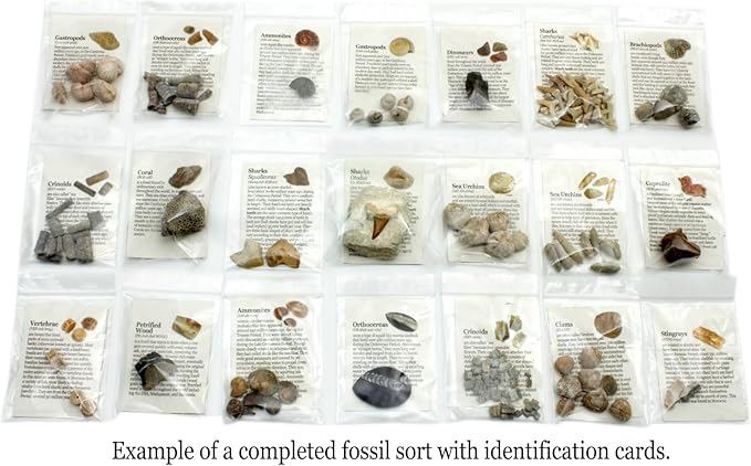 DANCING BEAR Fossil Collection Sorting Activity Kit with Over 100 Pcs (More Than 20 Different Fossil Varieties!), Educational ID Sheet, Color ID Cards, Bags, Magnifying Glass, and Shark Teeth