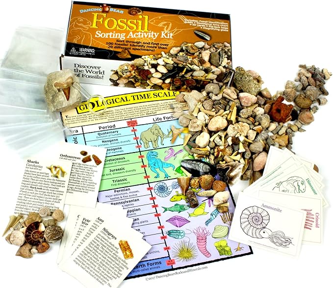 DANCING BEAR Fossil Collection Sorting Activity Kit with Over 100 Pcs (More Than 20 Different Fossil Varieties!), Educational ID Sheet, Color ID Cards, Bags, Magnifying Glass, and Shark Teeth
