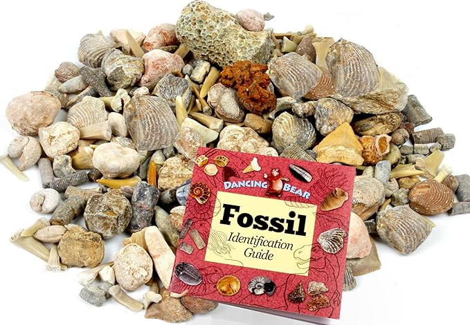 DANCING BEAR Fossil Sorting Mix 3 lbs, Sort & Match Authentic Specimens with Fossil ID Book, Educational Activity for Kids, Assembled in The USA
